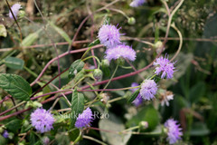 Phyllocephalum scabridum